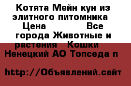 Котята Мейн-кун из элитного питомника › Цена ­ 20 000 - Все города Животные и растения » Кошки   . Ненецкий АО,Топседа п.